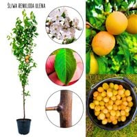 Śliwa Renkloda Ulena tradycyjna odmiana 100-150 cm