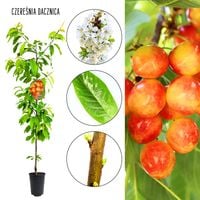 Czereśnia Dacznica ukraińska o dużych owocach 100-150 cm