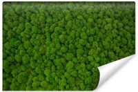 Fototapeta Ścienna MECH Rośliny Natura Styl Nowoczesny 450cm x 300cm