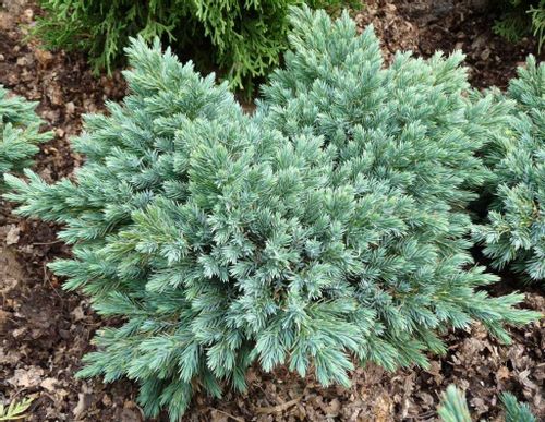 Jałowiec BLUE STAR 15-20cm C2 na Arena.pl