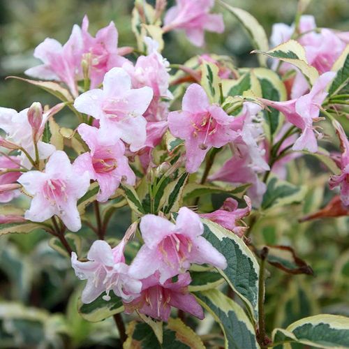 Krzewuszka Nana Variegata C2 E na Arena.pl