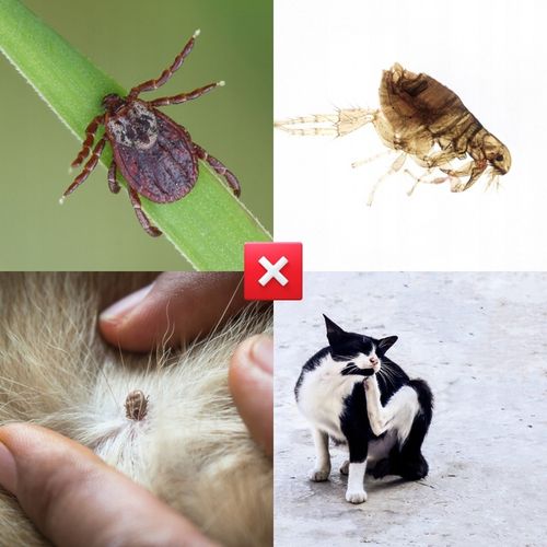 PREPARAT NA PCHŁY I KLESZCZE DLA KOTA NA PÓŁ ROKU KROPLE 6 SZT DIMETHICON na Arena.pl