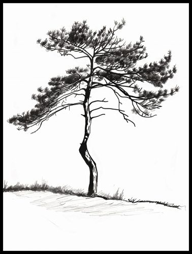 Plakat 60x80cm Samotna Sosna na Arena.pl