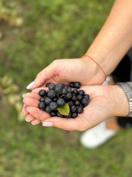 sok aronia 100% aroniowy NFC sok z aronii 1,5L EKO BIO do deserów bez cukru zdjęcie 7
