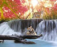 FOTOTAPETA NATURA TYGRYSY WODOSPAD WODA 360x240