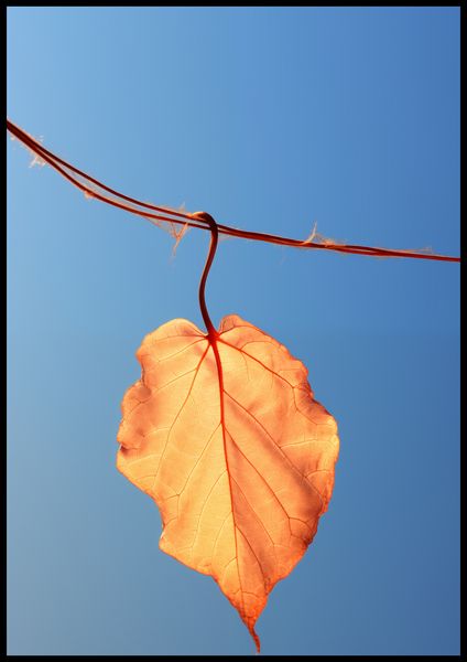 Plakat 70x100cm Ostatni Liść zdjęcie 2