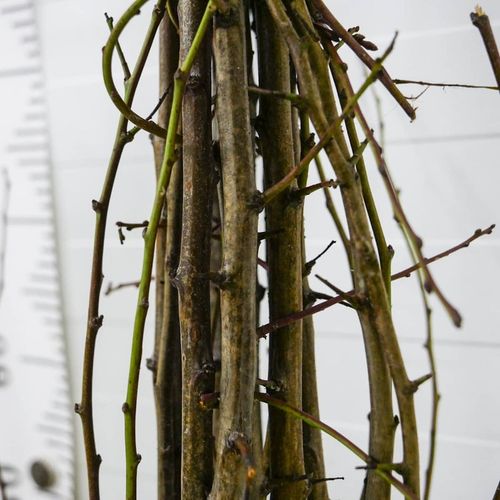 SADZONKI DRZEWKA OWOCOWE ŚLIWA WĘGIERKA ZWYKŁA SAMOPYLNA ODMIANA na Arena.pl