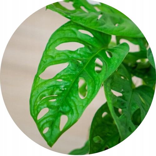 Monstera Monkey Mask XS Dziurawa Przepiękny Kwiat na Arena.pl