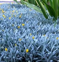 Gazania zwisająca, duże zdrowe sadzonki od producenta!