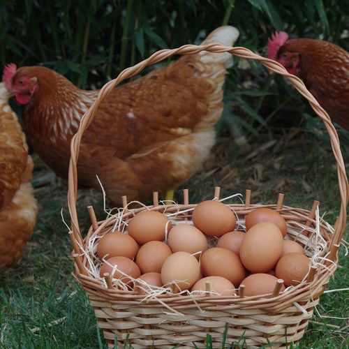 Witaminy i minerały dla kur niosek na jajka nieśność DROBMIX NIOSKA 4%, 4kg na Arena.pl