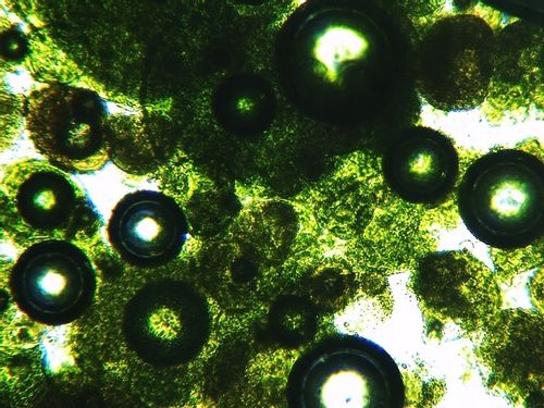 Sok z Młodego Jęczmienia BIO Proszek Ekologiczny Witaminy 250g NatVita na Arena.pl