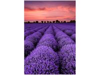 OBRAZ LAWENDOWY GAJ SUNSET