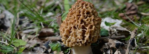 Smardz grzybnia do ogrodu 750ml na Arena.pl