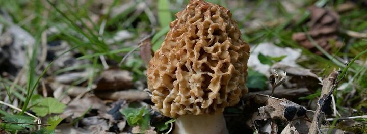 Smardz grzybnia do ogrodu 750ml zdjęcie 2