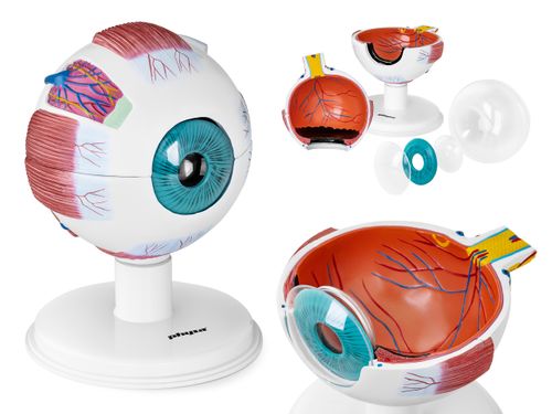 Oko - model anatomiczny Physa PHY-EB-1 na Arena.pl