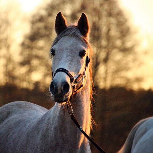 EQUINOVA Myoprotect Liquid 1000 ml na Arena.pl