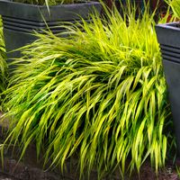 Hakonechloa smukła 'Aureola' (Hakonechloa macra) Doniczka 1.0L