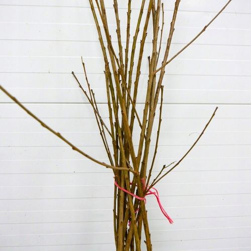 DRZEWKA OWOCOWE CZEREŚNIA BURLAT DUŻE CIEMNE OWOCE SŁODKA SADZONKI CZEREŚNI na Arena.pl