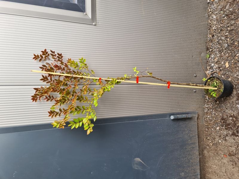 LAGERSTROEMIA czerwona bez południa - sadzonki 80 / 110 cm na Arena.pl