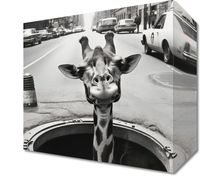 product-compare-59511006