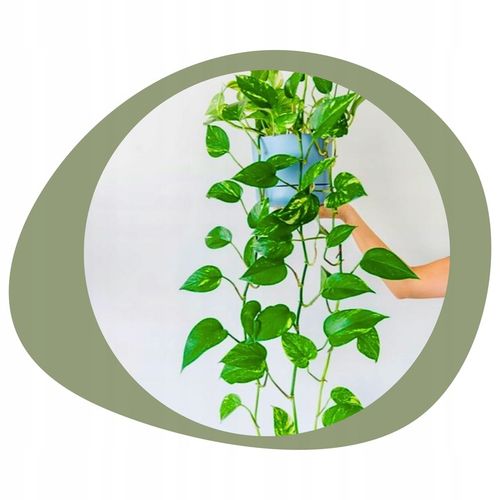 Epipremnum Aureum ZŁOCISTE Przebarwienia PNĄCZE Łatwa Uprawa Sercowate na Arena.pl