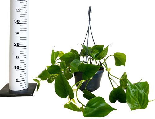 FILODENDRON SCANDENS  40 cm na Arena.pl