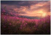 Fototapeta Na Flizelinie Do Sypialni Salonu Kwiaty 400x280