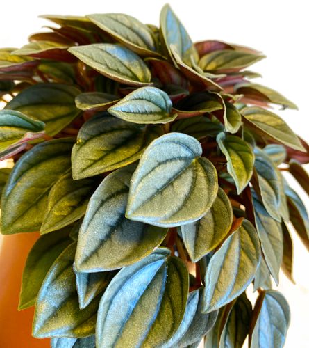 Peperomia Napoli Night 20cm na Arena.pl