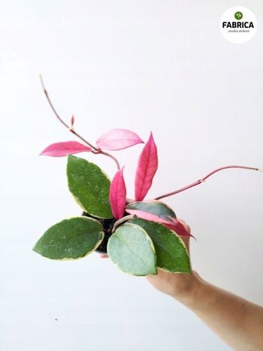 Hoya / Hoja carnosa Flamingo dream na Arena.pl