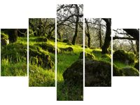 70 100CM OBRAZ 5 ELEM LEŚNA POLANA DON MCCULLOUGH DRUK PŁÓTNO