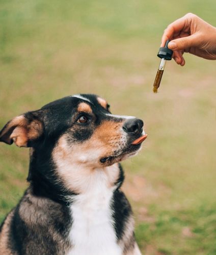 Olejek CBD 5% ciemny DLA ZWIERZĄT FULL SPECTRUM 20 ml na Arena.pl