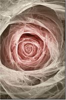 100 70CM OBRAZ PŁÓTNO RÓŻA KTALNA JASNY RÓŻ PŁÓTNO RAMA