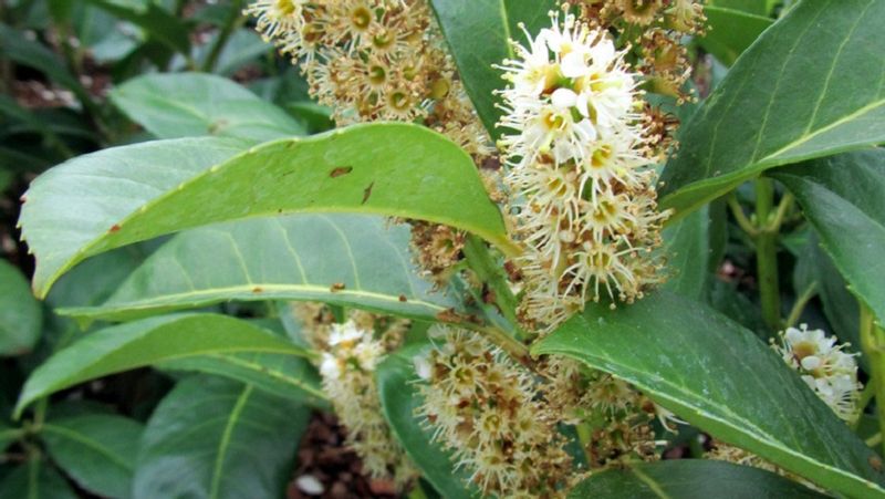 Laurowiśnia Rotundifolia 15-30cm sadzonki zimozielone Na ŻYWOPŁOT zdjęcie 4