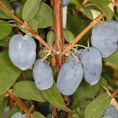 JAGODY 2 x BOREAL BEAST BOREAL BEAUTY ZESTAW 3 SZTUK 3 LETNIE