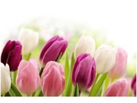 100 70CM OBRAZ PŁÓTNO SOCZYSTE TULIPANY PŁÓTNO RAMA