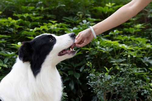 Kielbaski z kurczaka dla psa - przysmak naturalny 500g SNAPPY na Arena.pl