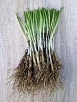 CZOSNEK NIEDŹWIEDZI DORODNE SADZONKI 60 sztuk