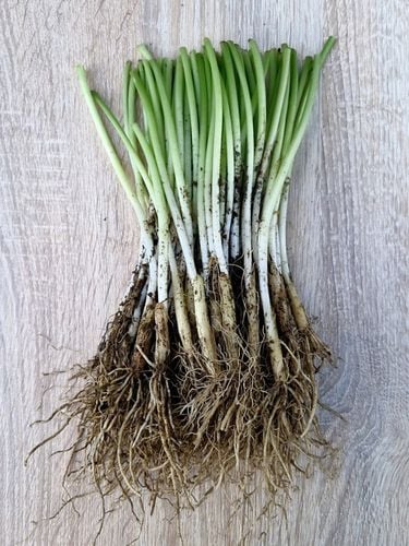 CZOSNEK NIEDŹWIEDZI DORODNE SADZONKI 60 sztuk na Arena.pl