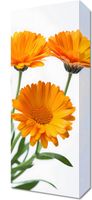 Obraz 20x50cm Słoneczne Kalendule