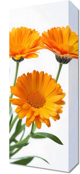 Obraz 20x50cm Słoneczne Kalendule zdjęcie 1