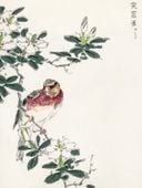 Plakat 60x80cm  Rosefinch, Kashu Japoński Vintage do Salonu