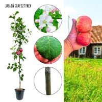 Jabłoń Grafsztynek owoce  duże aromatyczne 180-220 cm