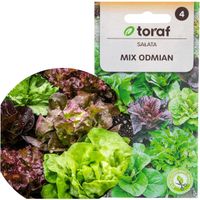 Sałata Mix Odmian Nasiona Sałat Mieszanka Krucha Masłowa 1G