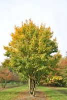 C2 KLON POLNY ACER CAMPESTRE 40-60 CM.