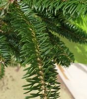 Jodła Balsamiczna 3lata SADZONKI GK Abies Balsamea 10-30cm