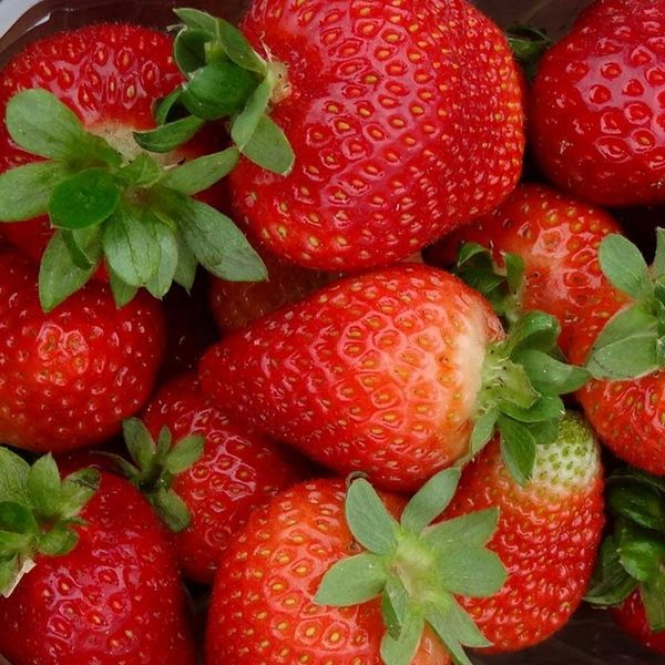 Nawóz do traw ogrodu warzyw Yara Mila COMPLEX 25kg zdjęcie 7