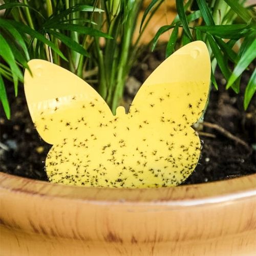 60x ŻÓŁTY LEP DO DONICZEK MOTYL na ziemiórki mszyce muszki owocówki na Arena.pl