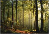 Fototapeta Na Flizelinie Do Sypialni Salonu Las 250x175