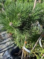Sosna czarna Judi Pinus nigra - szczepiona na pniu