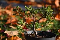 Jałowiec chiński Shimpaku - Juniperus chinensis 0040